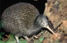 Kiwi Bird